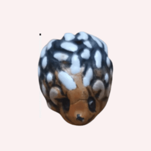 Miniatura de Erizo